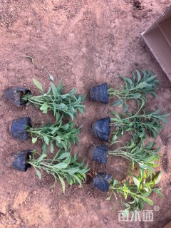 高度20厘米兰花鼠尾草