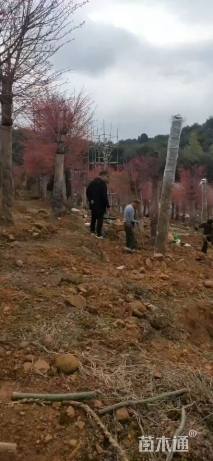 20公分日本红枫