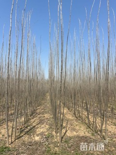 2公分杨树