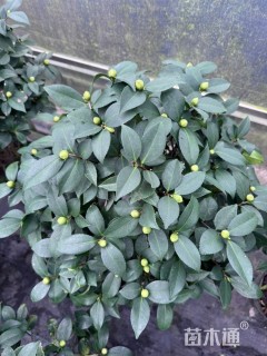 高度80厘米茶花