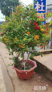 高度250厘米三角梅