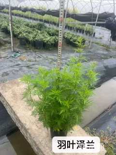 高度30厘米泽兰