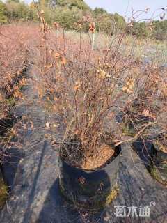 高度60厘米菱叶绣线菊