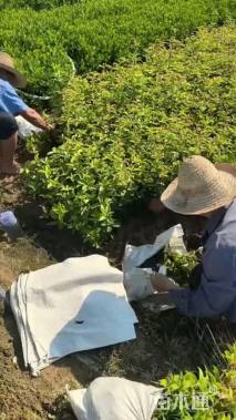 高度58厘米四季桂小苗