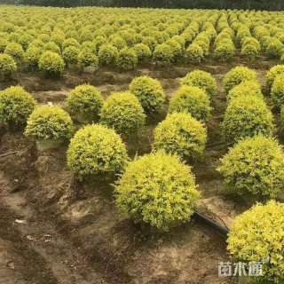 冠幅100厘米金叶女贞球