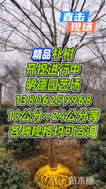 10公分朴树