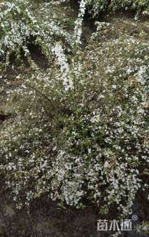 高度50厘米喷雪花