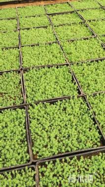 高度15厘米薄雪万年草