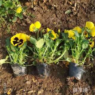 高度10厘米三色堇