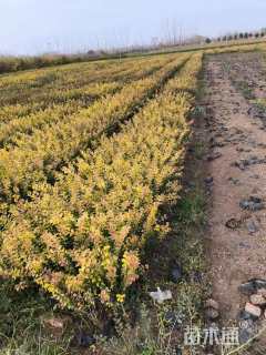 高度50厘米金叶女贞