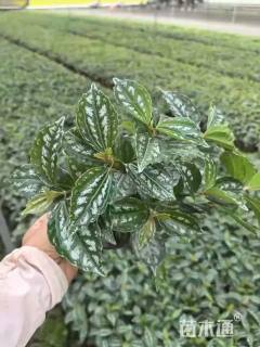 高度20厘米冷水花