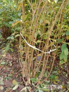 高度250厘米东北连翘