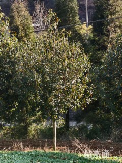 18公分红花木莲