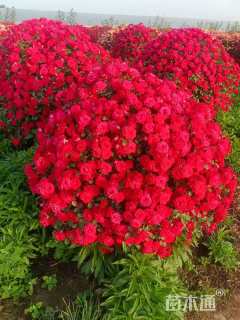 冠幅180厘米月季花球