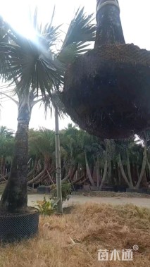 裸干高100厘米椰子