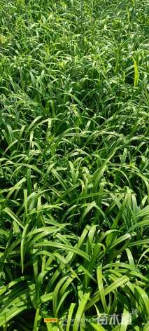 高度35厘米萱草