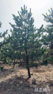 高度500厘米油松