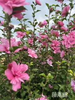 高度200厘米重瓣木槿