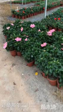 高度20厘米朱槿