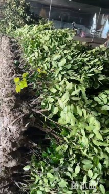 高度75厘米金森女贞