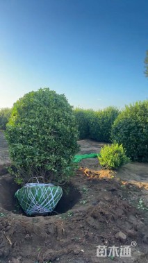 冠幅150厘米胶东卫矛球