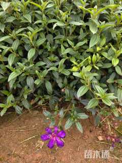 高度20厘米巴西野牡丹