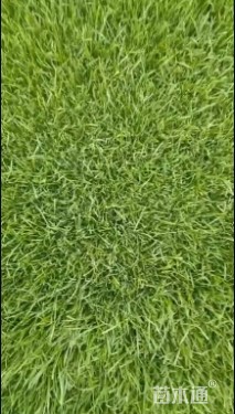 草毯状马尼拉草