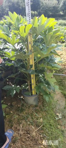 高度80厘米八角金盘