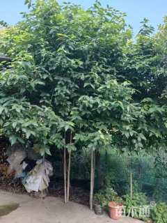 高度350厘米蜡梅