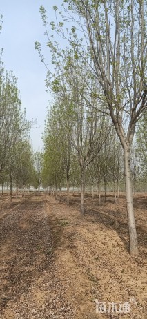18公分白蜡