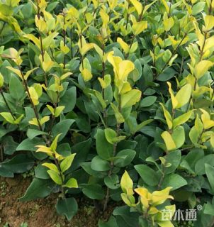 高度150厘米金森女贞小苗