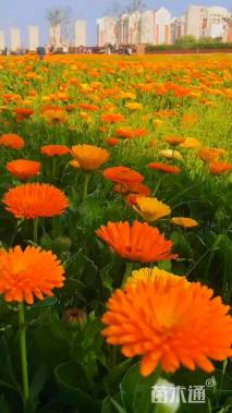 黄橙双色  金黄色  橘色金盏菊种子