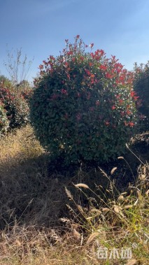 冠幅250厘米红叶石楠球