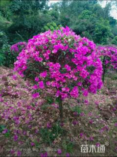高度80厘米三角梅