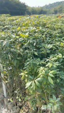 高度60厘米金丝楠木小苗