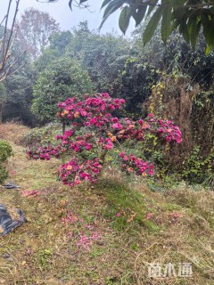 10公分造型茶梅