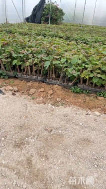 高度25厘米三角梅