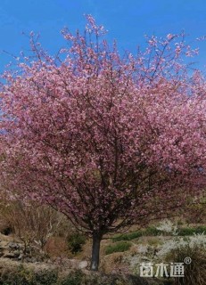 13公分垂丝海棠