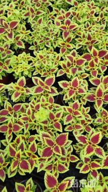 高度25厘米彩叶草