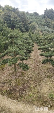 造型罗汉松