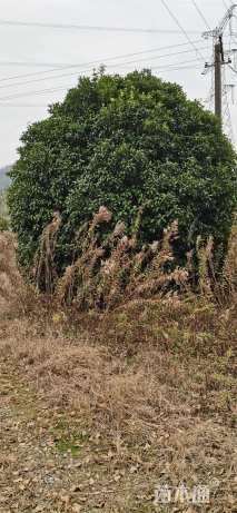 高度110厘米丛生胡柚
