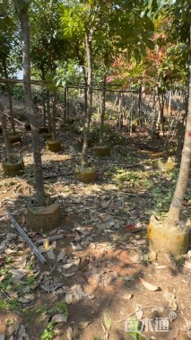 10公分红花玉蕊