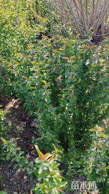 冠幅60厘米贴梗海棠球