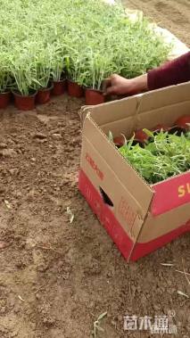 高度30厘米墨西哥鼠尾草