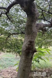 高度200厘米羽毛枫