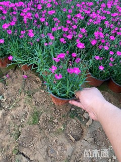 高度12厘米欧石竹