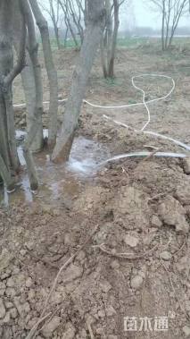 85公分(9杆)丛生乌桕