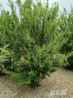 高度100厘米丛生石榴