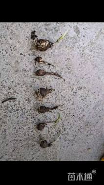 高度15厘米石蒜