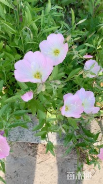 高度20厘米月见草